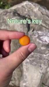 Natures Key 10000mcg Vegan Biotin Gummies Hair Growth Skin Glow Nail Strength with Multivitamins