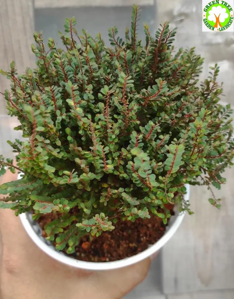 Bonsai - Phyllodium Elegans  for HOME/OFFICE decoration | Lazada