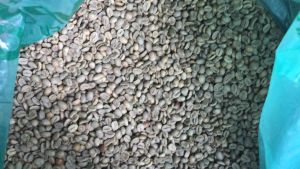 Green Bean Arabika Gayo Natural