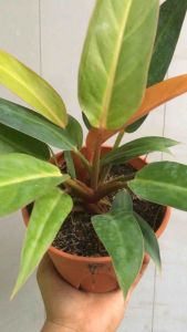 Sov real live plants pokok hidup philodendron indoor plants garden pokok keladi decor live plants