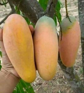 Bibit Mangga Kiojay Hasil Okulasi Cepat Berbuah