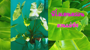 ฟิโลเดนดรอน คละไซต์ 5 ต้น 99 บาท ส่งแบบถอดกระถาง