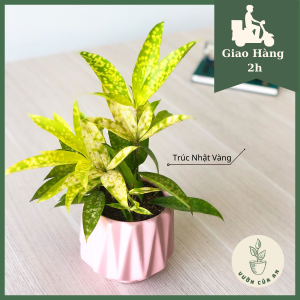 Cây Trúc Nhật Vàng (cao 20 - 30cm) cây phong thủy trồng trong nhà hút tài lộc Vườn Của An