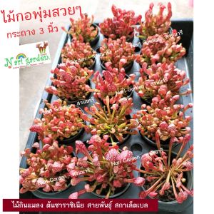 ต้นซาราซิเนีย พันธุ์ สกาเล็ตเบล (Sarracenia x Scaret belle) (ส่งทั้งกระถาง 3 - 8 นิ้ว) ไม้กินแมลง ใบกระเปราะสวย ไม้ประดับแต่งสวย ชอบน้ำ+แดด