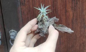 Tillandsia Vanhyningii with wood / Gift Set / 空气凤梨- 长颈精灵