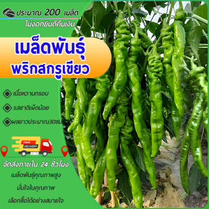 200 เมล็ด เมล็ดพันธุ์พริกสกรู พริกย่น  พริกสกรูจีน ประมาณในบรรจุภัณฑ์เดิม โตเร็ว นำเข้าจากต่างประเทศหลัวซือเจียว