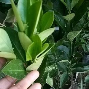 Calamansi Grafted Sintunis: A Bearing Fruit Citrus Hybrid