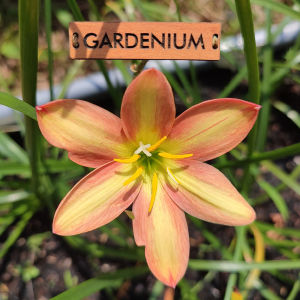 Umbi Bunga Rain Lily Island Breeze - Rainlily Zephyranthes Hybrid