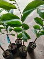 Cây giống Mãng Cầu Xiêm Thái ( mãng cầu gai), cây giao như ảnh chụp. 