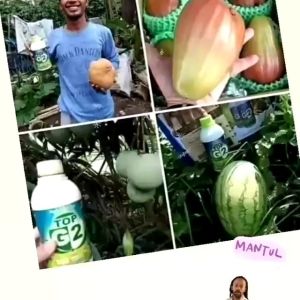 Pupuk organik cair TOP G2.