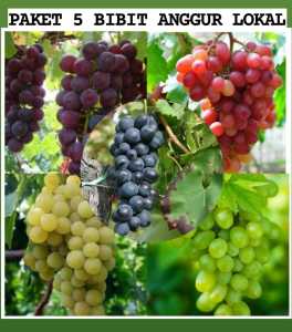PAKET 5 Bibit Anggur Isabella Lokal Super Unggulan Termurah