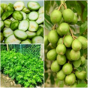 Hạt giống cây ăn trái cóc lùn Thái ( 1 gói 5 hạt )