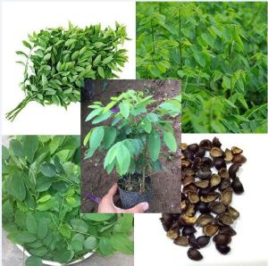 Bộ 3 gói hạt giống rau bồ ngót - tặng  1  kích mầm