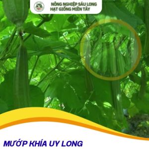 100 hạt giống MƯỚP KHÍA UY LONG lai F1