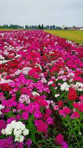 Four Seasons Colorful Stone Bamboo   Dianthus First Kiss Flower Blooming Perennial Dianthus