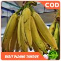 Bibit pisang tanduk /agung lumajang isi 2 bibit.. 