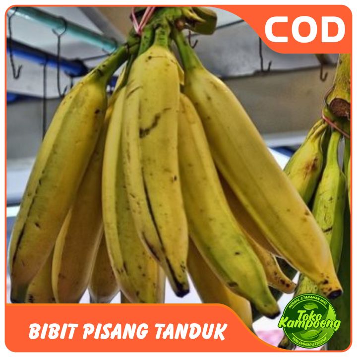 Bibit%20pisang%20tanduk%20/agung%20lumajang%20isi%202%20bibit.%20-%20Image%203