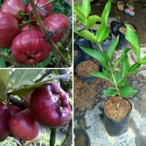 Bibit Jambu Air Citra
