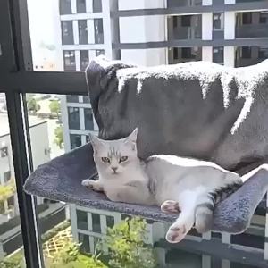 instock hammock bed cat cats hook hang beds bedgray window hook swing