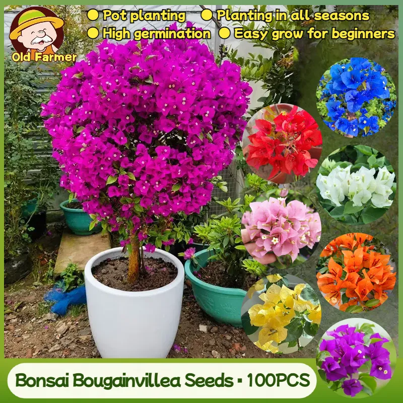 100% Original Bonsai Bougainvillea Seeds Mix Color Flower Seeds for Planting  Flowers (Fresh Seeds - 100pcs) Legit