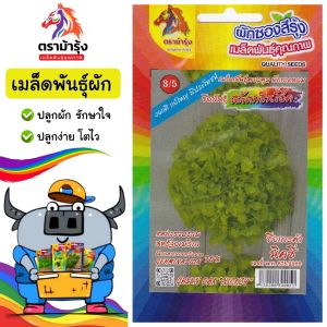 RAINBOWHORSE 🇹🇭 ผักซอง ม้ารุ้ง  Z3/5 สลัดกรีนโอ๊ค เมล็ดพันธุ์ ผักซอง เมล็ดพันธุ์ผัก เมล็ดผัก ผักสวนครัว ตรา