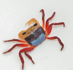 Tricolor Borneo Crab | Lepidothelphusa menneri | Live Fish