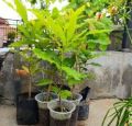 Bibit Tanaman Buah Kecacil / Cacil Buah Langka Murah. 