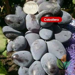 BIBIT ANGGUR IMPORT CABALERO SUPER