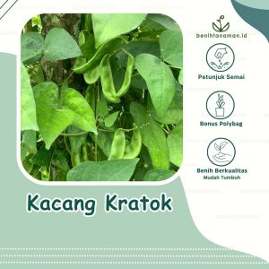 5 Biji - Benih Kacang Koro Roay Buncis Kratok Koro Plentes