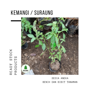 Bibit tanaman kemangi lalapan