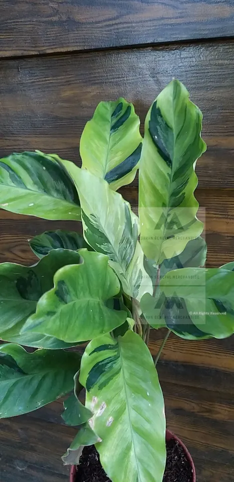 Calathea Louisae 'Thai Beauty' a.k.a Calathea 'Thai Beauty' seedlings  Indoor Plants Seeds Hanging Coin Vine Trailing Plant For Hanging Containers  Healthy Live Plants - Lazada | Lazada PH