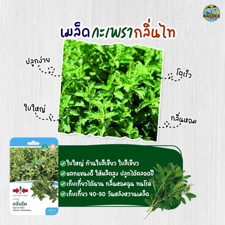 เมล็ดกะเพราเขียว กลิ่นไท ศรแดง ใบใหญ่ 1000 เมล็ด