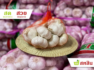 กระเทียม ปิงปอง กลีบใหญ่ 500 กรัม และ 1 กิโลกรัม เกรดสวย ลูกใหญ่ คัดคุณภาพ แข็งทุกลูก เม็ดใหญ่ ปอกง่าย สด สะอาด