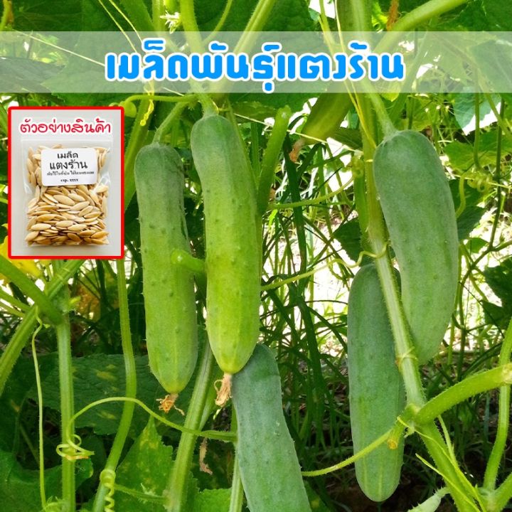 เมล็ดพันธุ์แตงร้าน ปลูกง่าย โตไว