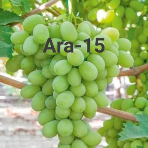 BIBIT ANGGUR IMPORT ARRA 15 GENJAH BERGARANSI