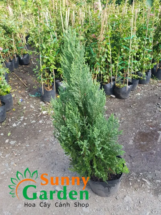 C%C3%A2y%20S%C6%A1n%20T%C3%B9ng,%20C%C3%A2y%20Trang%20Tr%C3%AD%20Gi%C3%A1ng%20Sinh,%20C%C3%A2y%20Th%C3%B4ng%20Noel%20%20Cao%201Met%20-%20Image%202