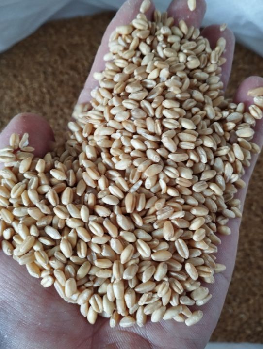 1kg Hạt Lúa Mì Vàng đã tách vỏ - lúa mạch, tiểu mạch thảo là loại thực ...
