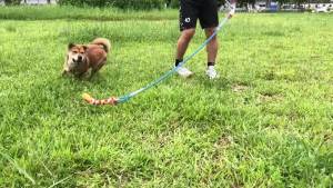 Interactive Flirt Pole Toy for Dogs Chase and Tug of WarDurable Teaser Wand withFleece Rope Tether Lure Toy to Outdoor Exercise & Training for Small Medium Large Dogs (Blue/Red POLE-35 inches)