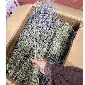 Bó Hoa Khô Lavender (Oải Hương) Nhập Anh – Bó 120g Trang Trí Quà Tặng