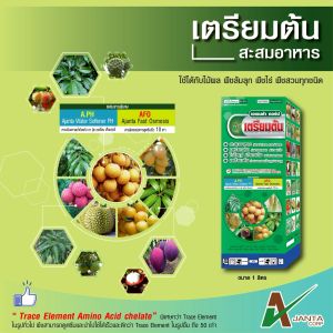 เตรียมต้น สะสมอาหาร ก่อนราดสาร ใบใหญ่ ใบเขียวเข้ม ใบเพสลาด พร้อมออกดอก เอเจนต้า คอร์ป (หลายขนาด)