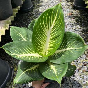 ต้นบารมีเศรษฐี ต้นบารมีรัตนโกสินทร์ ต้นเสริมบารมี Dieffenbachia