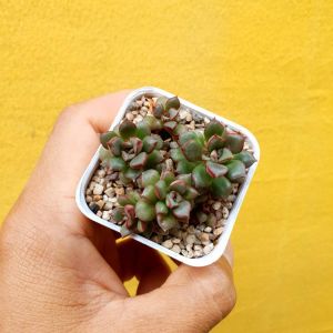 ต้นไม้อวบน้ำ กุหลาบหิน ซีดัม เทแทร็คตินัม sedum tetractinum #กุหลาบหิน #Echeveria #sedum #succulent