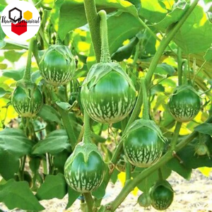 Thai Eggplant Seeds - (200seeds) Vegetable Seeds