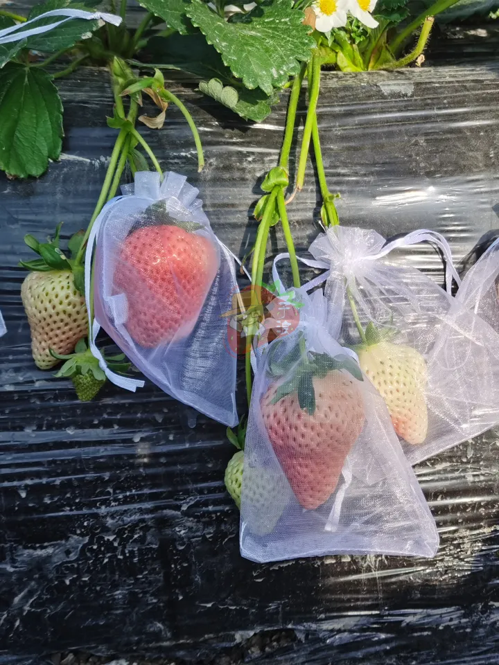 Nylon fruit bag new arrivals