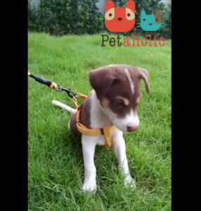 สายจูงสัตว์เลี้ยง EVA สายจูงสุนัข สายจูงหมา สายจูงแมว สายจูง EVA SOFT HARNESS