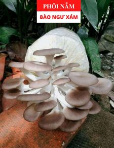 Phôi Nấm Bào Ngư Xám (1 kiện hàng 4 phôi) - Đạt chuẩn VietGap và tặng tài liệu chăm sóc