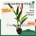 ต้นเบิร์ดออฟพาราไดซ์ หรือ ต้นปักษาสวรรค์ (ต้นสูง). 