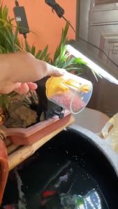 Máy Cho Cá Ăn Tự Động Hẹn Giờ 2 Chế Độ 12 giờ/ 24 giờ (Không Tặng Kèm Pin)