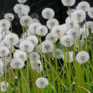 Newly Produced Dandelion Seeds Wild Vegetables Mother-in-Law Ding Planting Medicinal Edible Seeds Four Seasons Sowing Perennial Seeds Vegetables