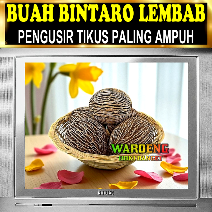 PENGUSIR%20TIKUS%20AMPUH%20%7C%20BUAH%20BINTARO%20LEMBAB%20%7C%20BUAH%20SIMPALAK%20-%20Image%202